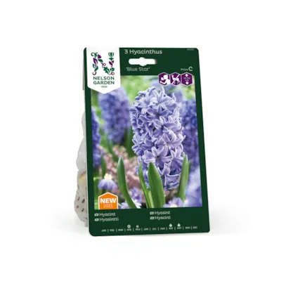 Høstløk hyasint Blue Star