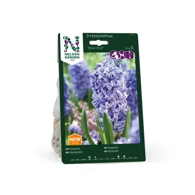 Høstløk hyasint Blue Star