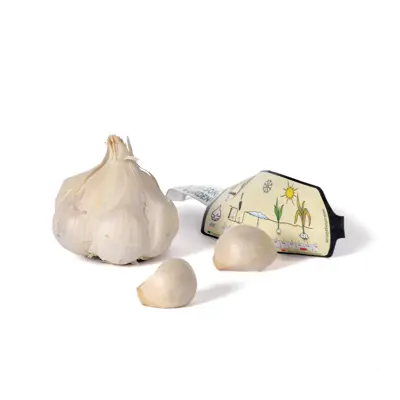 Setteløk hvitløk Thermidrome 1 stk