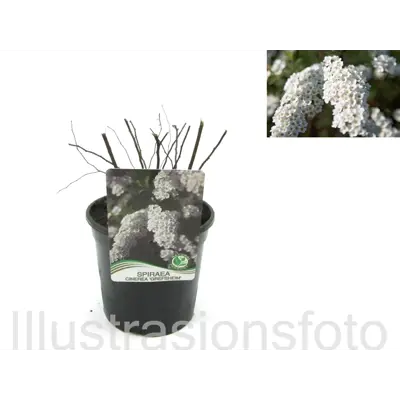 Brudespirea Grefsheim, bilde 2