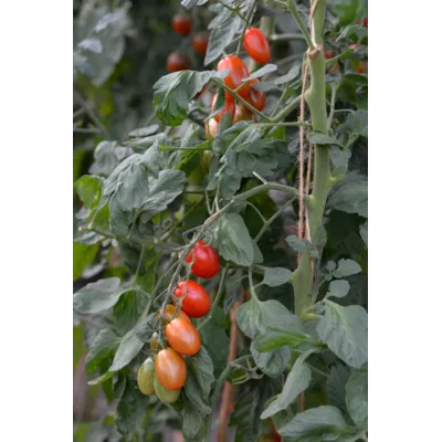 Frø tomat høy Vespolino, bilde 2