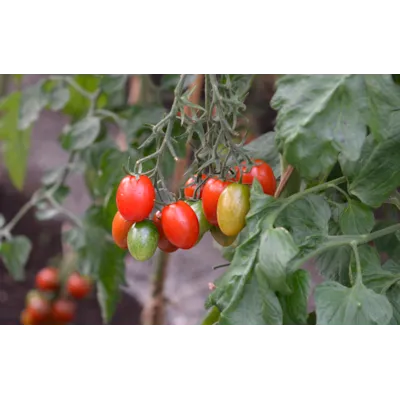 Frø tomat høy Vespolino, bilde 2