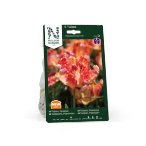 Høstløk tulipan Apricot Parrot