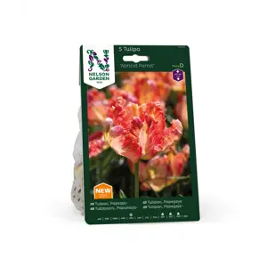 Høstløk tulipan Apricot Parrot