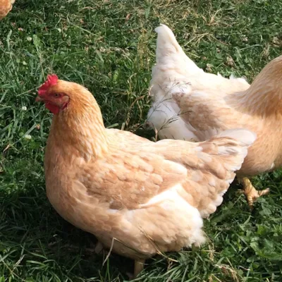 Moderat Kylling Minus