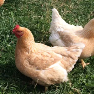 Moderat Kylling Minus