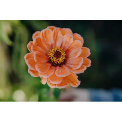 Frø Sinnia, bilde 2