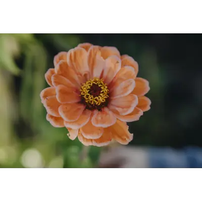 Frø Sinnia, bilde 2