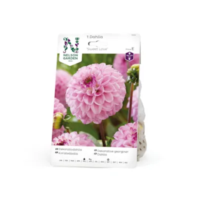 Vårløk dekorative georginer Sweet Love