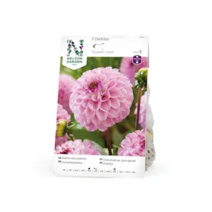 Vårløk dekorative georginer Sweet Love