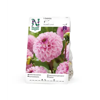 Vårløk dekorative georginer Sweet Love