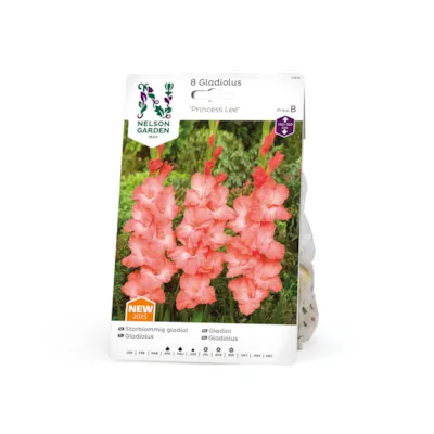 Vårløk gladiol Princess Lee
