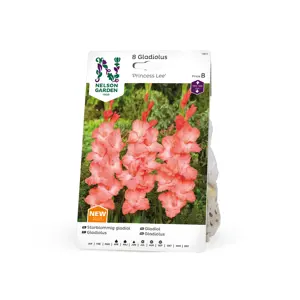 Vårløk gladiol Princess Lee