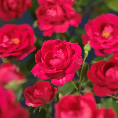 Rose Paul´s Scarlet Climber