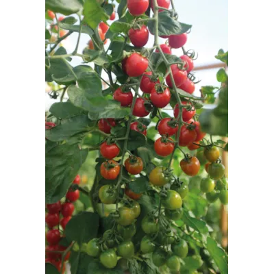 Frø tomat høy Lovertino, bilde 2