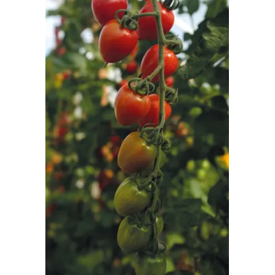 Frø tomat høy Lovertino, bilde 3