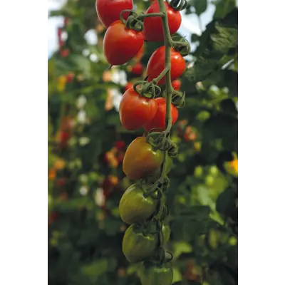 Frø tomat høy Lovertino, bilde 3