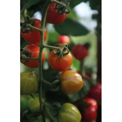 Frø tomat høy Lovertino, bilde 4