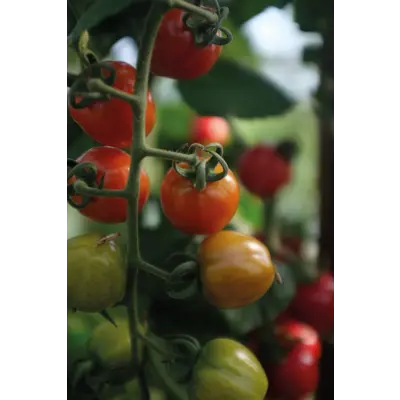 Frø tomat høy Lovertino, bilde 4