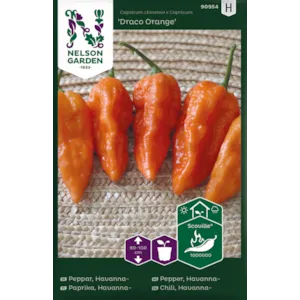 Frø havannapepper Draco Orange