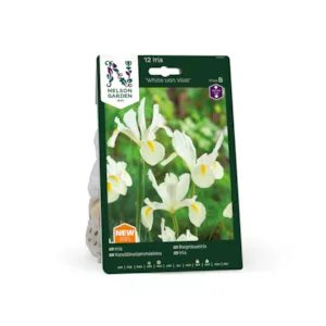 Høstløk regnbueiris White van Vliet