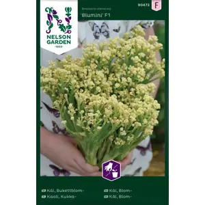 Frø blomkål Blumini