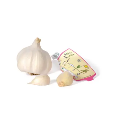 Setteløk hvitløk Aulxito