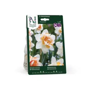 Høstløk edelnarsiss Replete