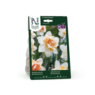 Høstløk edelnarsiss Replete