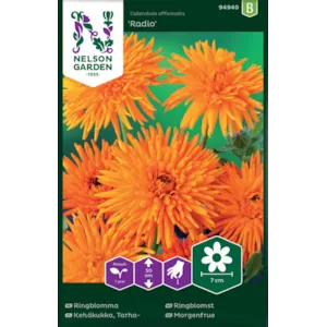 Frø ringblomst Radio