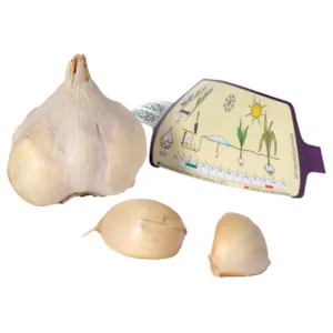 Setteløk hvitløk Messidor 1 stk