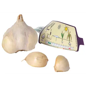 Setteløk hvitløk Messidor 1 stk