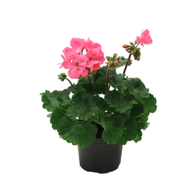 Pelargonia Zonale, bilde 2