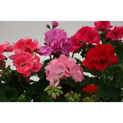 Pelargonia Zonale, bilde 3