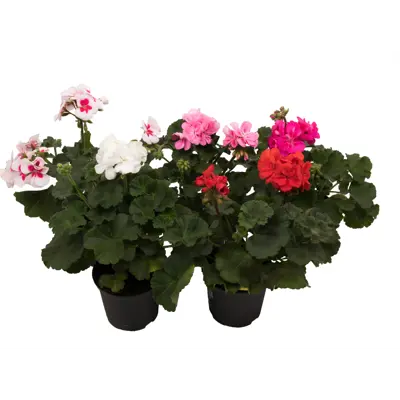 Pelargonia Zonale