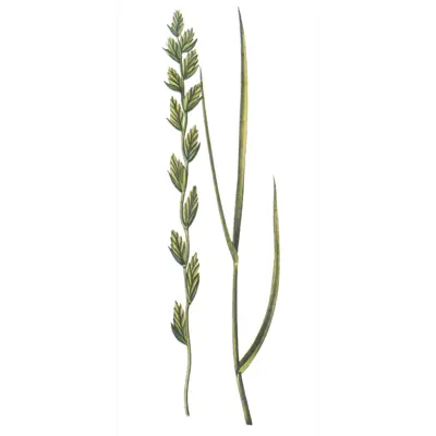 Raigras Spire Westerwoldsk Barspektra II 25 kg