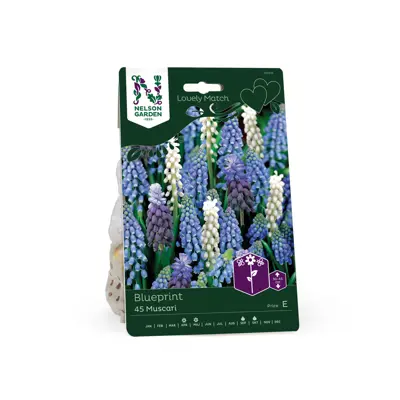 Høstløk muscari Blueprint