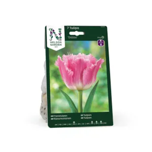 Høstløk frynsetulipan Dallas