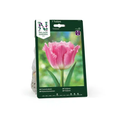 Høstløk frynsetulipan Dallas