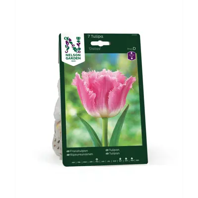 Høstløk frynsetulipan Dallas