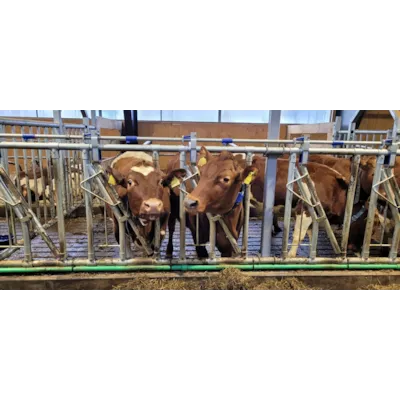 Fangfront HL10, bilde 2