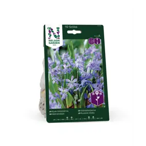 Høstløk sibirblåstjerne