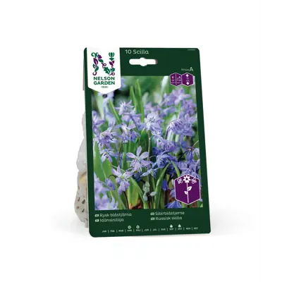 Høstløk sibirblåstjerne