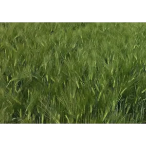 KWS Kosmos Høstbygg 500 kg