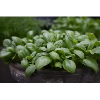 Frø basilikum Loki økologisk, bilde 2