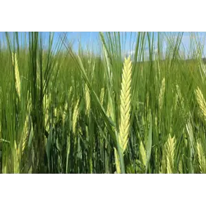 Arild Kl C2 2-radsbygg 600 kg