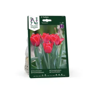 Høstløk tulipan Seadov