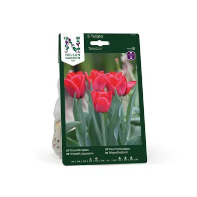 Høstløk tulipan Seadov