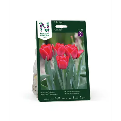 Høstløk tulipan Seadov