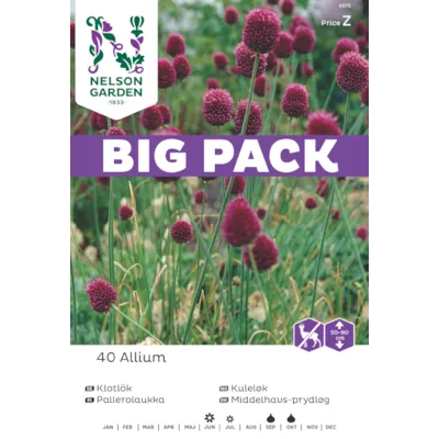 Høstløk kulekløk Allium, bilde 3